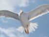 seagull photo